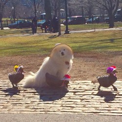 harvarddangerfield:  Easter bonnets ready! 🐣💐👒  #MakeWayForDucklings (at Make Way for Ducklings Statue)