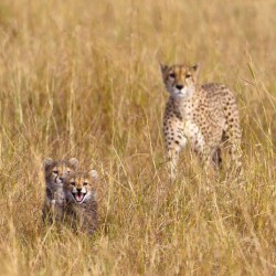 Fearsome little furball (Cheetah with her two young cubs on the Maasai Mara, Kenya)