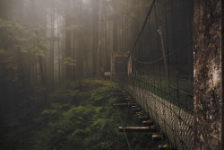 sixpenceee:  This is the Forest Bridge in Taiwan  (Source)