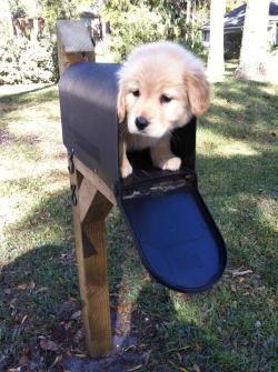 ninjoy17:   here’s the mail it never fails it makes me want to wag my tail 