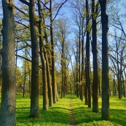 #Linden on #Gatchina #Imperial #park / #May #2013 / #trees #landscape #photography #colors #colours #липы #липа #Гатчина #парк #пейзаж #трава #небо #цвета #sky #grass