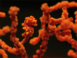 zerostatereflex:  Baby Pygmy Seahorses!  &ldquo;Every morning, the male and female do 30-60 minutes of synchronized twitching.&rdquo; :D  (GIF / footage by Richard Ross) 