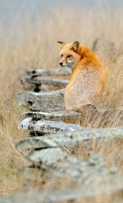 Just a fencing fox