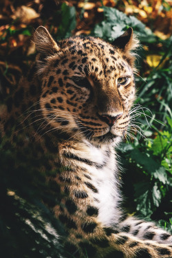 captvinvanity:  Garret Voight | Amur Leopard  