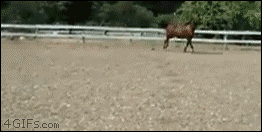 tiralatele:  Parece un caballo torpe pero no, es el nuevo estilo de salto bajo valla  
