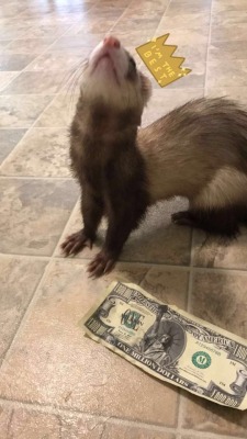 ferretfreckles:This is the million dollar ferret. Reblog to be like him I hope so &gt; .&lt; &lt;3 &lt;3 &lt;3