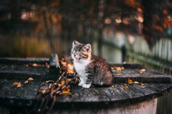 magic-spelldust: Autumn Kitty by  Афиногенова Татьяна   