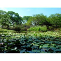 Que filtro ni que filtro #green #park #nature #Lotus #Pond