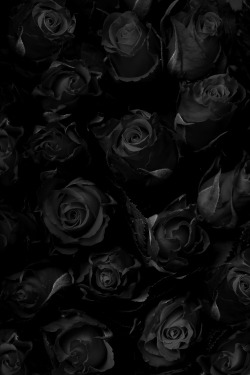 Rosas negras 