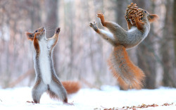 funnywildlife:  Everybody was cone-fu fighting…. A pair of squirrels squabble over a pine cone in a forest in Voronezh, RussiaPicture: Vadim Trunov/Solent