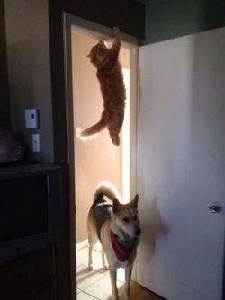 worldofthecutestcuties:  Where’s that cat I know he came this way.   Lmao
