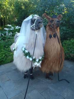 theroomatthebottomofthestairs:  floozys:ottermatopoeia:what a beautiful wedding  says a llama bridesmaid to a llama waiter   This is gold