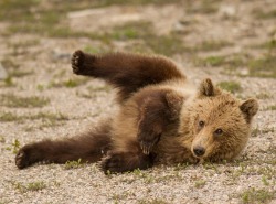 beautiful-wildlife:  Bear Cub by Debbie Tubridy 
