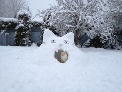 charmeleon:  I made him a little kitty snow fort and I think he likes it as much as I do 