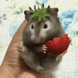 omg-sweetlunlikelycollector-me: catgifcentral:  A Rare Strawberry Gerbil  Look at the tootsies 