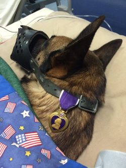 semperannoying:    Rocky, he is a 4 yr old Belgian Malinois military working dog. Rocky and his handler were recently injured in a dismounted IED blast in Afghanistan. Military Working Dogs injured or wounded in action are provided the same lifesaving