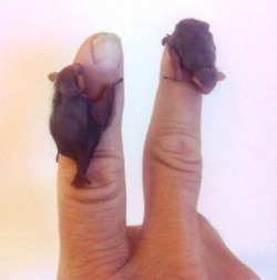 shavingryansprivates:  I LOV BABY BATS   So tiny&hellip;!!!