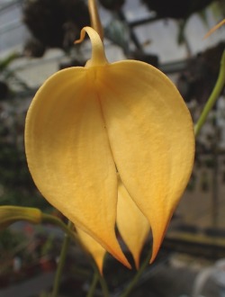 orchid-a-day:  Masdevallia coccinea (yellow)Syn.: Masdevallia denisonii; Masdevallia harryana; Masdevallia lindenii; Masdevallia militaris; et al.May 21, 2019 