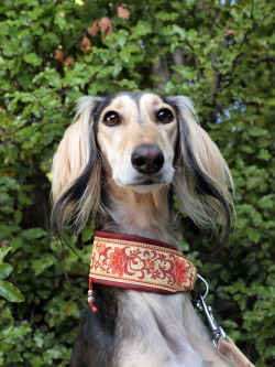 chimpsndisney:  My beautiful girl modelling her gorgeous new collar, courtesy of Jawharah. 