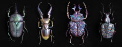 archiemcphee: Paris-based Japanese artist Nozomi created an exquisite series of iridescent crystaline and mineral beetle specimens. Entitled The Mineral Insect, each beautiful beetle was designed using 3D sculpting software, created with a 3D printer,