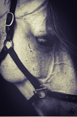 gentlemansessentials:  Wild Horse    Gentleman’s Essentials  Equestrian since the age of 2! -fms
