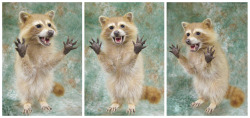 missgingersparks:  weirdcitytaxidermy:  Customer requested a blond raccoon with his mouth open, slightly happy  looking and his hands up in the “surprise” position. Very fun project!  Gonna ship this cute lil’ guy out this week. :)It is my amazing