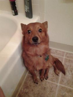 awwww-cute:  My dog always folllows me into the bathroom and just stares 