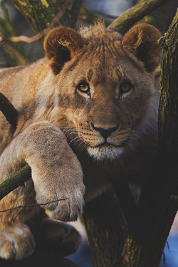 thelavishsociety:Lion Cub by Bruno Stadelmann | LVSH