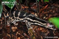 ramendude:  usbdongle:  spacexcamp:  deermary:  The Banded Linsang (Prionodon linsang), or “tiger-civet”, is a carnivorous aboreal mammal and is a member of the Viverridae family and the rarest of all civets. It inhabits Thailand, western Malaysia,