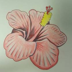 Even more hibiscus action.  I love drinking hibiscus tea, also. #flowers #hibiscus #coloredpencil #ink #art #drawing  (at Empire Tattoo Quincy)