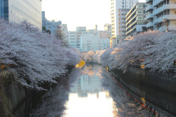 sobaslut:   	IMG_3625 by yohey yamagata    	Via Flickr: 	そして目黒川です。 朝のひんやりとした空気に満開の桜の淡さがマッチしています。   