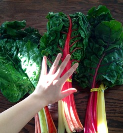 highvibin:  Some HUGE organic rainbow swiss chard! ❤️💛💚💙💜  My adopted road daughter kicked me down some beautiful rainbow swiss chard today. I&rsquo;d never had it &lsquo;til now. It has become one of my favorite foods.