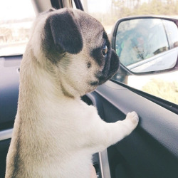 awwww-cute:  This really cute pup is captivated by something outside the car (Source: http://ift.tt/1DmiJr9)