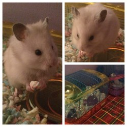 Sooo I got a new hammy ☺️ Blancita Gero is enjoying her new home with a cupcake. 🎂 #hamstersofig #blancitagero #hamstermom #thickwhitegirls