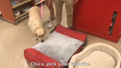 piteousfangirl:  Whenever you’re feeling sad, just remember that you are Chica’s favorite. 