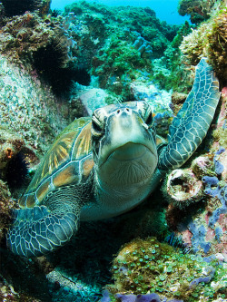 trynottodrown:          Green Turtle - South West Rocks | Rowland Cain 