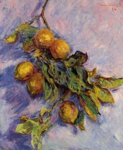 artist-monet:  Branch of Lemons, 1884, Claude Monethttps://www.wikiart.org/en/claude-monet/branch-of-lemons-1