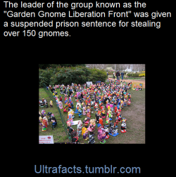 ultrafacts:    Garden gnome liberationists are individuals and groups advocating the “freedom” of garden gnomes, small decorative ceramic bearded characters, often stealing them and moving them to new locations. The phenomenon and the liberationists