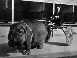Un hippopotame tirant une charrette dans un cirque en 1924.