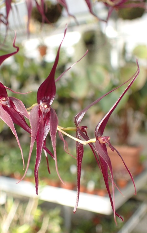 orchid-a-day:  Pleurothallis phalangifera (dark red)Syn.: Acronia phalangifera; Humboltia phalangifera; et al. January 22, 2020