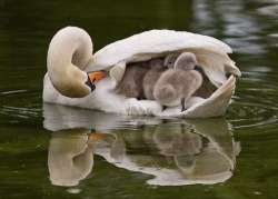 Mom’s water taxi service (Mute Swan with cygnets)