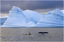 Cruising chilly seas (Humpback whales in Antarctica)