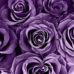 Purple Roses wallpaper