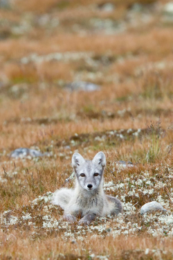 expressions-of-nature:  Arctic fox by: Kim Abel  