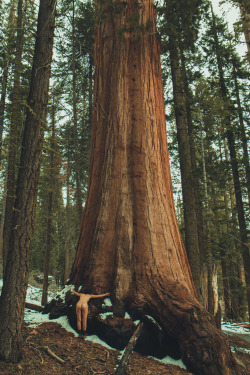 openbooks:  “Treehugger”Kozy in the Giant Forest.  Sequoia National Park, CA. April 2015