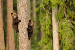 llbwwb:   Todays Cuteness :) (via 500px / Bear cubs / Cuccioli d’orso by Danilo Ernesto Melzi) 