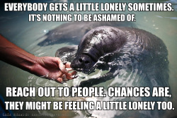 calmingmanatee:  [Image description: A photograph of a manatee in water, it’s head half poking out. A human hand is reaching for it, gently touching it under the nose. TEXT: “Everybody gets a little lonely sometimes. It’s nothing to be ashamed of.