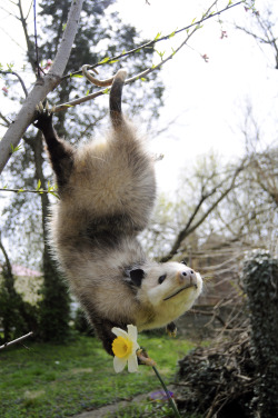 dark-lord-cosby:  number1slut:  jvliemichelle:   a flower 4 u  I think I just died a little.   how is that lil tiny bit of tail holdin u up buddy i’m amazed  Actually I think this opossum is dead, and stuffed. The wonders of taxidermy, friends.