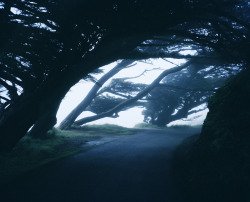 blue-voids:  Jonathan Smith - Trees in Fog, 2009 