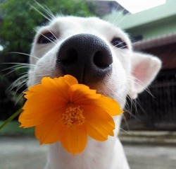 yrinabrip:  Este perro es más fotogénico que yo ☹